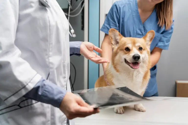 If you're planning to start a **pet clinic** or **veterinary practice**, one of the most critical factors to consider is the cost of setup and operations, which can vary drastically based on location.